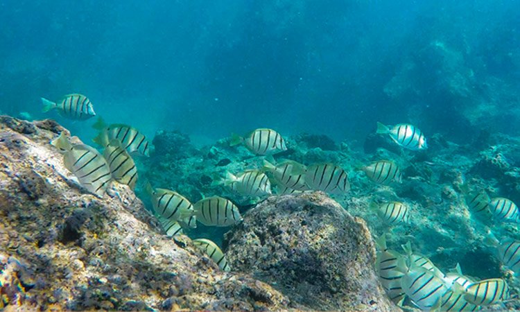 ハワイのサンゴ礁