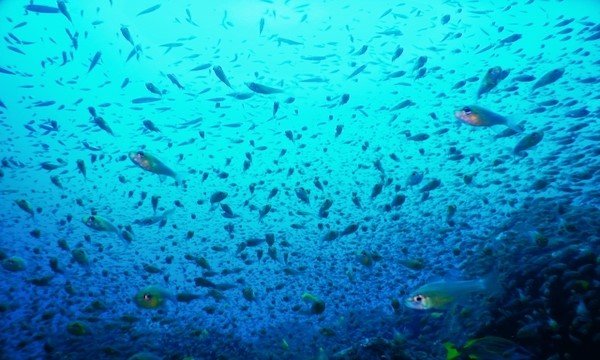 携帯電話会社のモーリシャスでの対応状況