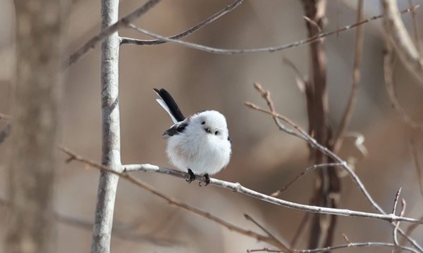 北海道のインターネット・Wi-Fi事情のまとめ