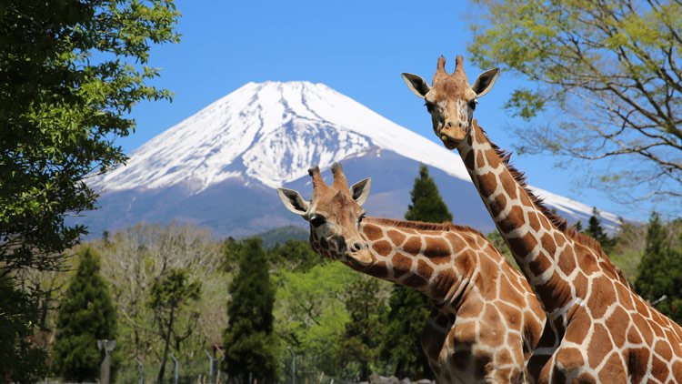 Fuji Safari Park