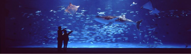 いおワールドかごしま水族館