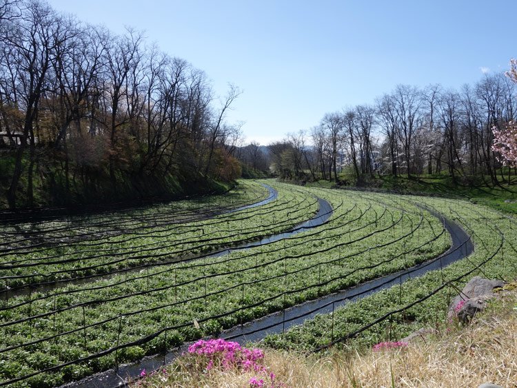 Daio Wasabi Farm