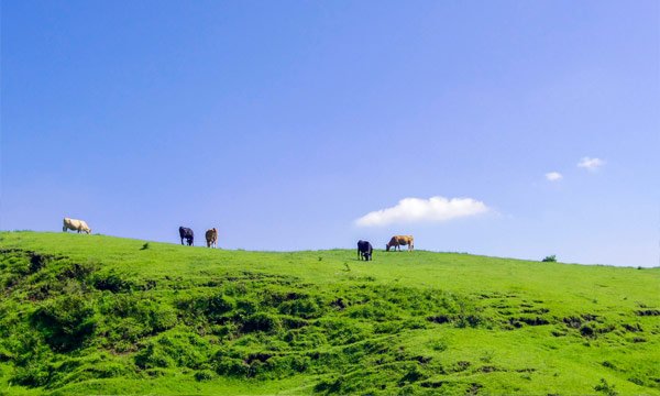 Free Public Wi-Fi available in Kumamoto