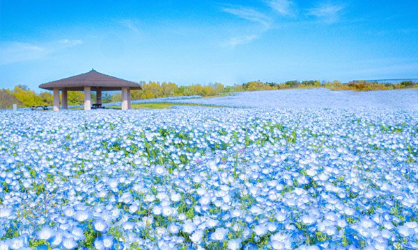 海の中道海浜公園