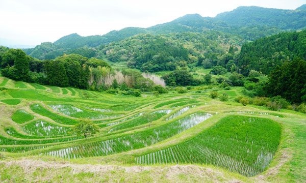 大山千枚田