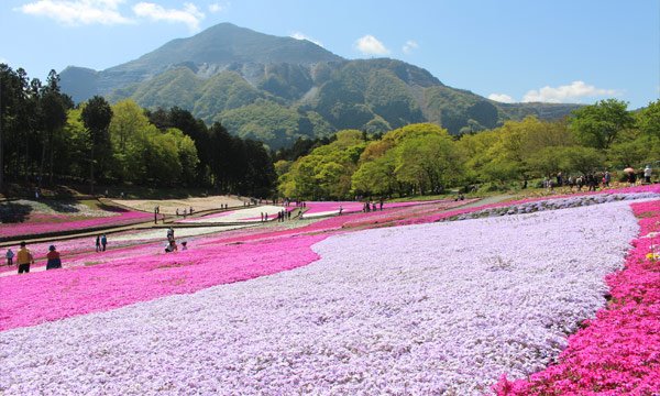 羊山公園