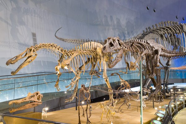 Dinosaur Museum 