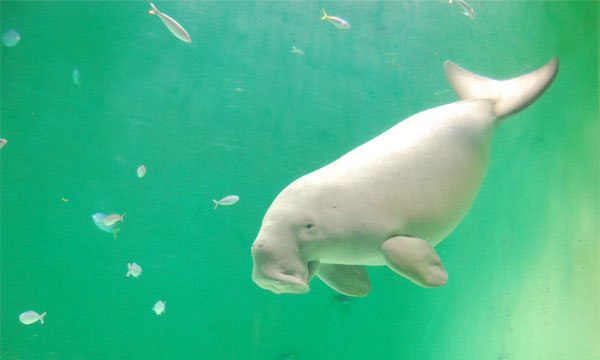 鳥羽水族館　ジュゴン全身