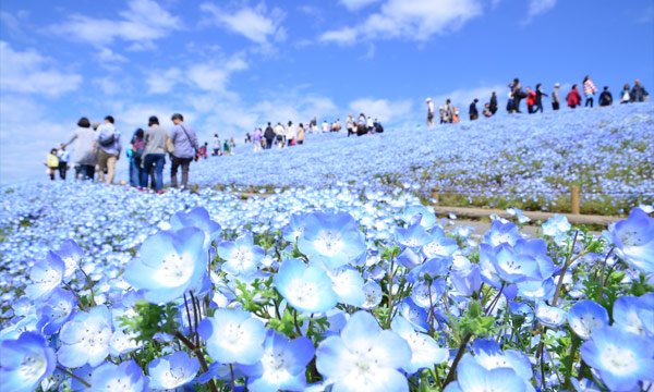 国営ひたち海浜公園